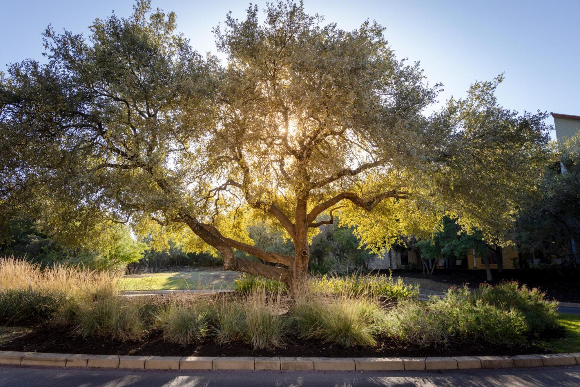 Hyatt Vacation Club At Wild Oak Ranch Hotel San Antonio Eksteriør billede